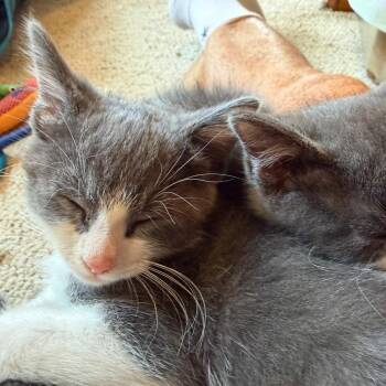Boogie -  Domestic Short Hair Cat for Adoption in Woodinville, Washington - Boogie | PetCurious