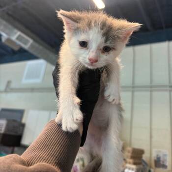 Domestic Short Hair Cats Available for Adoption in Huntington, West Virginia - Yasmine | PetCurious
