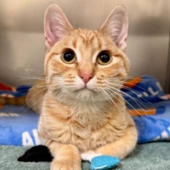 Phil -  Domestic Short Hair Cat Available for Adoption in Sheridan, Wyoming - Phil | PetCurious