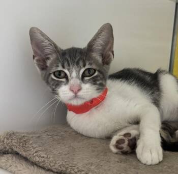 Mochi -  Domestic Short Hair Cat for Adoption in Golden, Colorado - Mochi | PetCurious