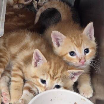 Mississippi -  Domestic Short Hair Cat for Adoption in Hattiesburg, Mississippi - Mississippi | PetCurious