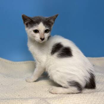 Moggie -  Domestic Short Hair Cat for Adoption in San Antonio, Texas - Moggie | PetCurious