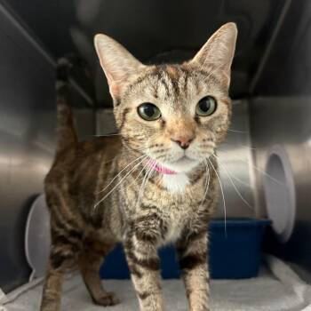 Domestic Short Hair Cats Available for Adoption in Lakeland, Florida - Chai | PetCurious