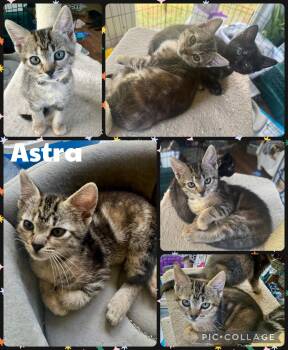 Astra -  Domestic Short Hair Cat for Adoption in Newberg, Oregon - Astra | PetCurious