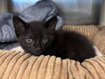 Domestic Short Hair Cats Available for Adoption in Houston, Texas - ANGELICA | PetCurious