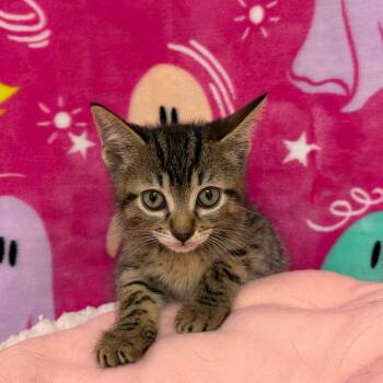 Mickey -  Domestic Short Hair Cat for Adoption in Riverwoods, Illinois - Mickey | PetCurious