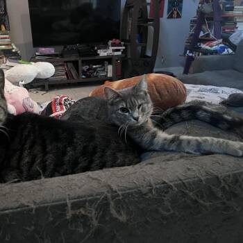 Melon -  Domestic Short Hair Cat for Adoption in Houston, Texas - Melon | PetCurious