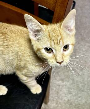Orange Crush -  Domestic Short Hair Cat for Adoption in Faribault, Minnesota - Orange Crush | PetCurious