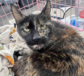 Rescue Domestic Short Hair Cats for Adoption in Price, Utah - Sweet Pea | PetCurious