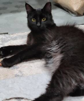Domestic Long Hair Cats Available for Adoption in San Jose, California - Ziggy | PetCurious