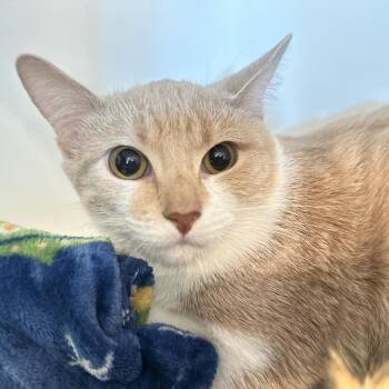 Nathan Fielder -  Domestic Short Hair Cat for Adoption in Matteson, Illinois - Nathan Fielder | PetCurious