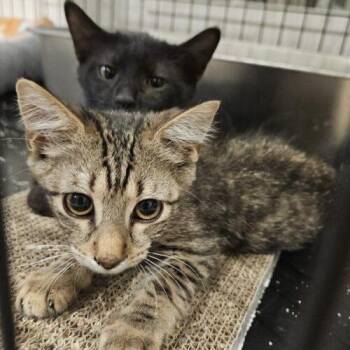 Eli S -  Domestic Short Hair Cat for Adoption in Tampa, Florida - Eli S | PetCurious