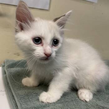 Domestic Short Hair Cats Available for Adoption in Pasadena, California - Mars | PetCurious