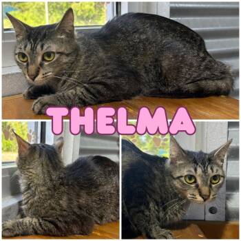 Rescue Domestic Short Hair Cats for Adoption in Pierceton, Indiana - Thelma - Silo | PetCurious
