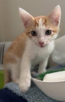 Biscuit -  Domestic Short Hair Cat for Adoption in Harvey, Louisiana - Biscuit | PetCurious