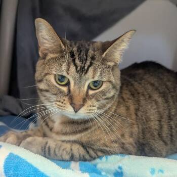 Domestic Short Hair Cats Available for Adoption in Fort Wayne, Indiana - Penelope | PetCurious