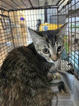 LOREZA -  Domestic Short Hair Cat for Adoption in San Antonio, Texas - LOREZA | PetCurious