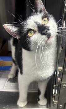 Rescue Domestic Short Hair Cats for Adoption in North Haven, Connecticut - Wendy | PetCurious