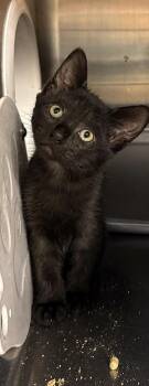 Hera -  Domestic Short Hair Cat for Adoption in Columbia, Tennessee - Hera | PetCurious