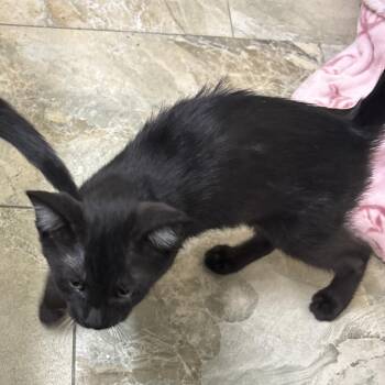 Bitzi -  Domestic Short Hair Cat for Adoption in West Palm Beach, Florida - Bitzi | PetCurious