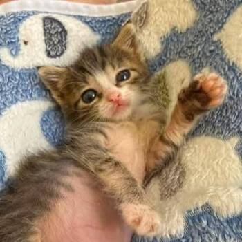 Aladdin -  Domestic Short Hair Cat for Adoption in West Palm Beach, Florida - Aladdin | PetCurious