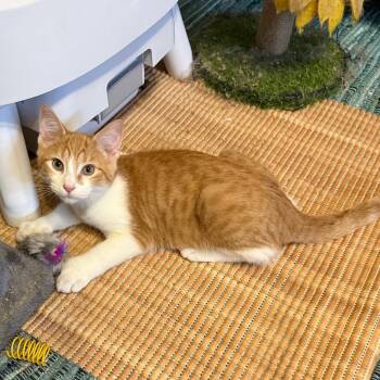 Taki -  Domestic Short Hair Cat for Adoption in Gibsonia, Pennsylvania - Taki | PetCurious