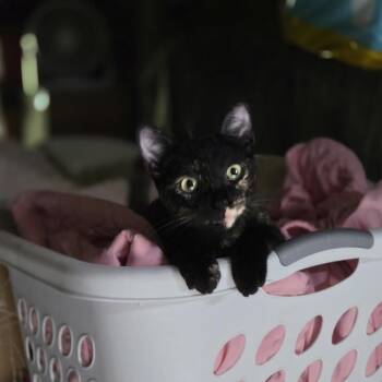 Della -  Domestic Short Hair Cat for Adoption in Liverpool, Texas - Della | PetCurious