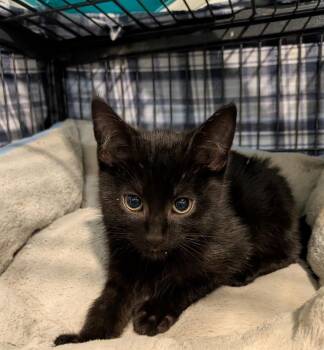 Joban -  Domestic Short Hair Cat Available for Adoption in Hamilton, Ontario - Joban | PetCurious