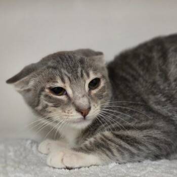 Fromage -  Domestic Short Hair Cat for Adoption in Sarasota, Florida - Fromage | PetCurious