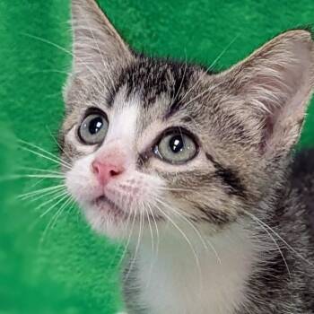 Little Joe -  Domestic Short Hair Cat for Adoption in Brighton, Missouri - Little Joe | PetCurious