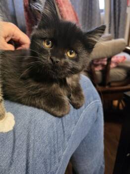 Priscilla Presley -  Domestic Long Hair Cat for Adoption in Hudson, New Hampshire - Priscilla Presley | PetCurious