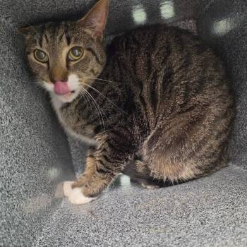 Percy -  Domestic Short Hair Cat for Adoption in Knoxville, Tennessee - Percy | PetCurious