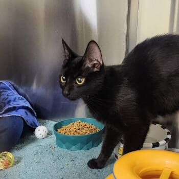 Tsukiko -  Domestic Short Hair Cat for Adoption - Tsukiko | PetCurious