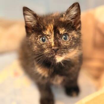 Vivianne -  Domestic Short Hair Cat for Adoption in Cumming, Georgia - Vivianne | PetCurious