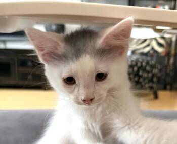 Domestic Short Hair Cats Available for Adoption in Burbank, California - PERCY | PetCurious