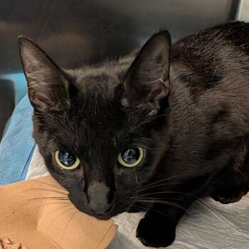 Wren -  Domestic Short Hair Cat for Adoption in Greensboro, North Carolina - Wren | PetCurious