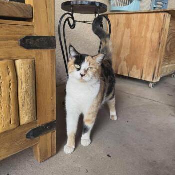 Rescue Calico Cats for Adoption in Albuquerque, New Mexico - Napoli | PetCurious
