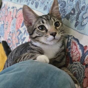 Rescue Domestic Short Hair Cats for Adoption in Tallahassee, Florida - Forest | PetCurious