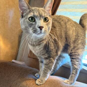 Loretta -  Domestic Short Hair Cat for Adoption in Jupiter, Florida - Loretta | PetCurious