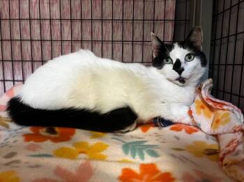 Luna -  Domestic Short Hair Cat for Adoption in Grants Pass, Oregon - Luna | PetCurious