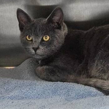 Rescue Domestic Short Hair Cats for Adoption in Richmond, Virginia - Shawshank 2 | PetCurious
