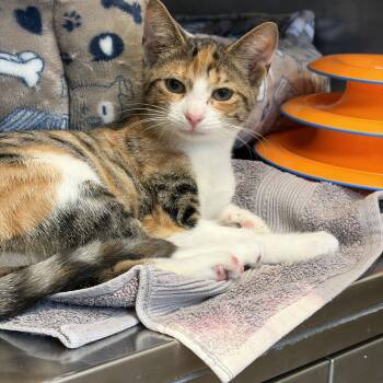 Bellatrix -  Domestic Short Hair Cat for Adoption in Winchester, Virginia - Bellatrix | PetCurious