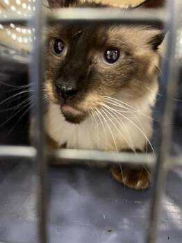 RUSTY -  Siamese and Domestic Short Hair Cat for Adoption in Palmetto, Florida - RUSTY | PetCurious
