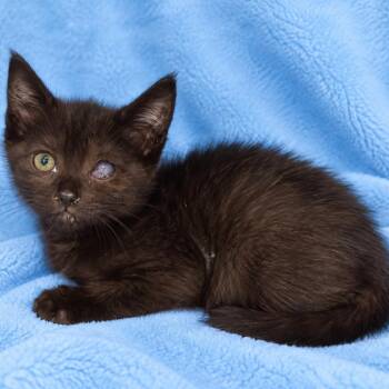 Raven -  Domestic Short Hair Cat for Adoption in Tucson, Arizona - Raven | PetCurious