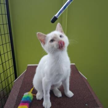 Dumpling -  Domestic Short Hair Cat for Adoption in Northfield, Minnesota - Dumpling | PetCurious