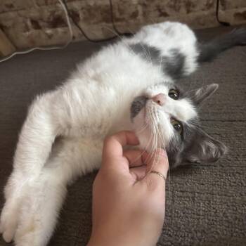 Salem -  Domestic Short Hair Cat for Adoption in Winston-salem, North Carolina - Salem | PetCurious