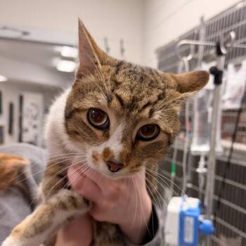 Domestic Short Hair Cats Available for Adoption - Melo | PetCurious