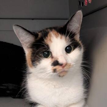 Kiwi -  Domestic Short Hair Cat Available for Adoption in Fairport, New York - Kiwi | PetCurious