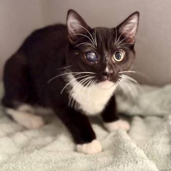 Rescue Tuxedo and Domestic Short Hair Cats for Adoption in Red Bluff, California - *Momo | PetCurious