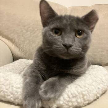 Domestic Short Hair Cats Available for Adoption in Oak Park, Illinois - Sunset And Horizon - We